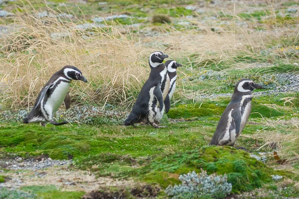 Four penguins on field — Stock Photo, Image