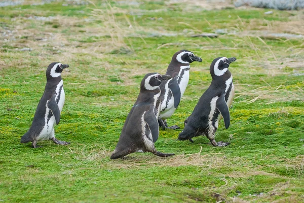 Cuatro pingüinos caminando — Foto de Stock