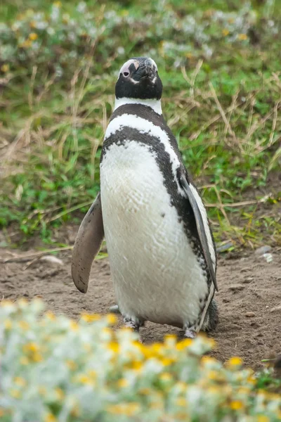 Vista frontal del pingüino de pie — Foto de Stock