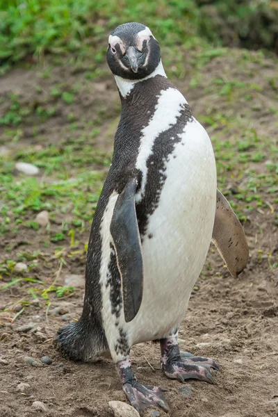 ペンギンの正面図 — ストック写真