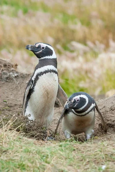 Vista frontale di due pinguini — Foto Stock