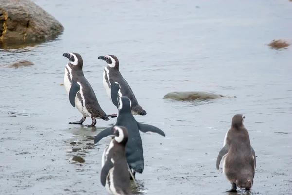 Group of penguins on shore in Chile — Stock Photo, Image