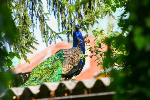 Indian blue peacock on roof — Stock Photo, Image