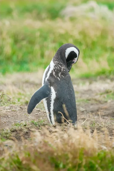 Magellan tučňák v Chile — Stock fotografie