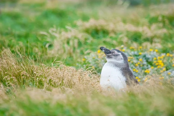 Пингвин в высокой траве на лугу — стоковое фото