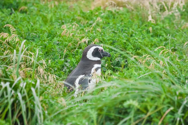 Пингвин в высокой траве — стоковое фото