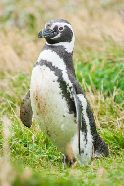 Pingüino en la naturaleza — Foto de Stock