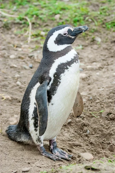 Pinguino in Sud America — Foto Stock