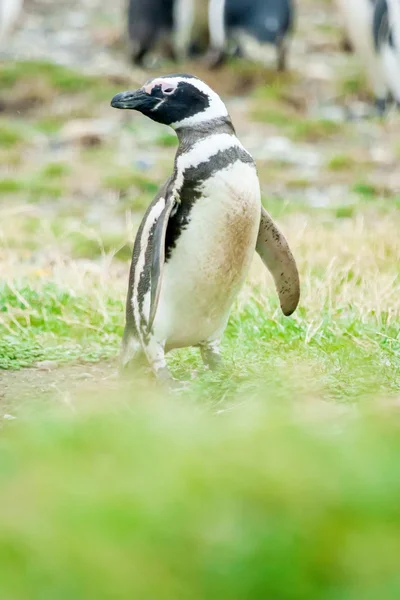 Pingüino mirando al lado izquierdo — Foto de Stock