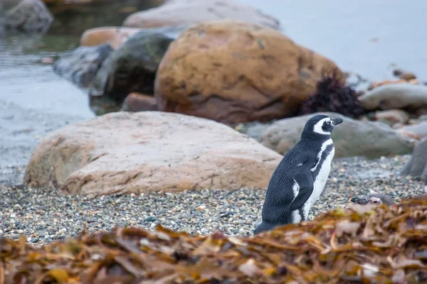 Pingüino en la orilla de guijarros — Foto de Stock