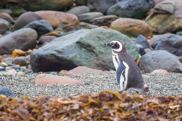 Penguin on rocky shore — Stock Photo, Image