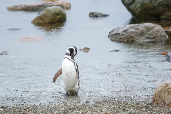 Пингвин на берегу — стоковое фото