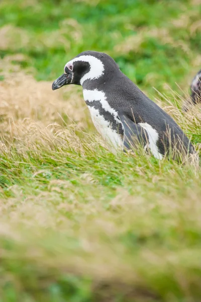 Pinguino in piedi in natura — Foto Stock