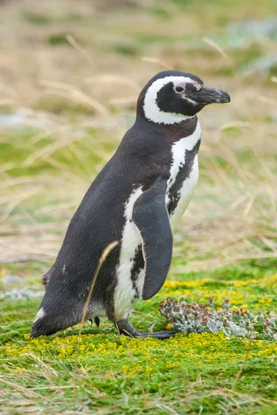 Pingüino de pie en el prado —  Fotos de Stock