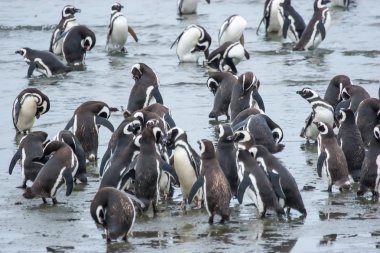 Penguenler kıyısında