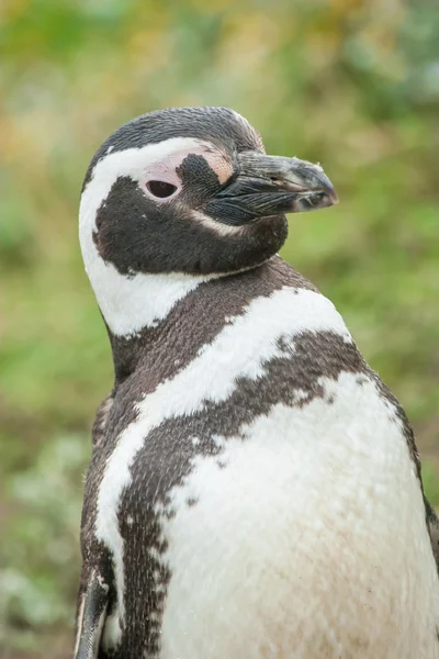 Pingviini seisoo — kuvapankkivalokuva