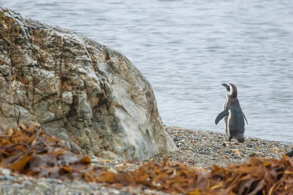 Pingüino de pie en la orilla de guijarros — Foto de Stock