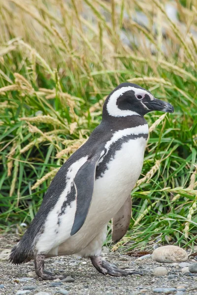 Pinguino che cammina nella natura — Foto Stock