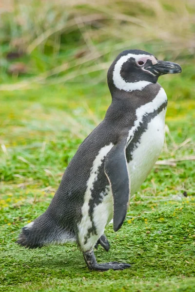 Penguin walking on grass — Stock Photo, Image