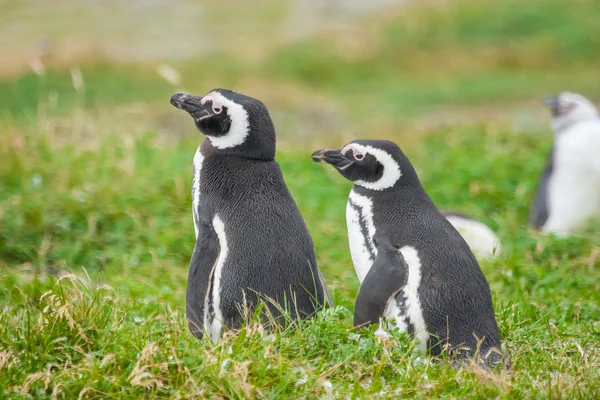 Pingüinos en Chile — Foto de Stock