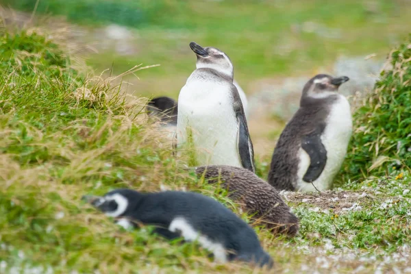 Tučňáci na louce v Chile — Stock fotografie