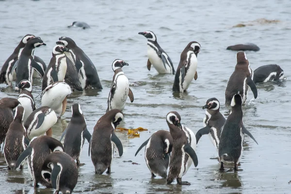 Tučňáci na pevnině v Chile — Stock fotografie
