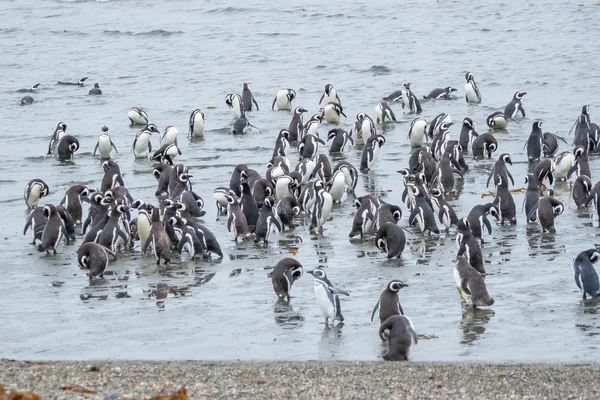 プンタアレナスの海岸にペンギン — ストック写真