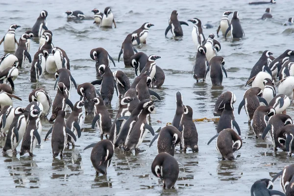 Pingüinos de pie en la orilla — Foto de Stock