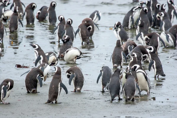 Penguins standing on shore in Chile — Stock Photo, Image