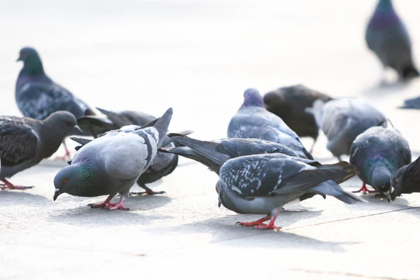 Pigeons mangeant des miettes — Photo