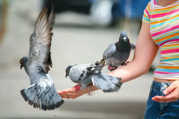 Pigeons sur le bras — Photo