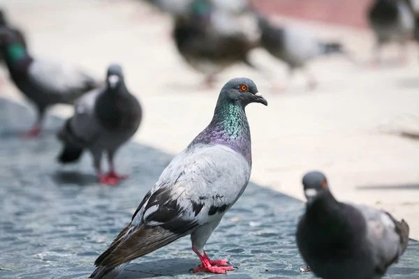 Pigeons — Photo