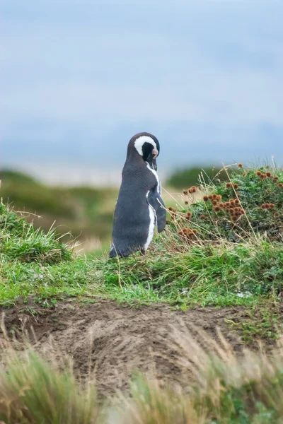 Sivukuva pingviini luonnossa — kuvapankkivalokuva