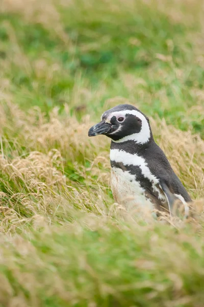 Side view of penguin on meadow — Stock Photo, Image