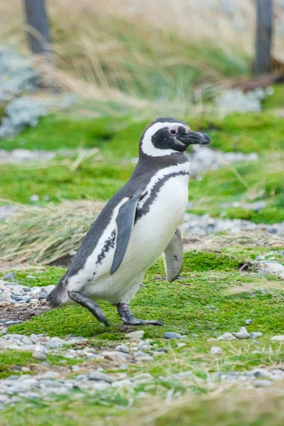 ペンギンの側面図 — ストック写真