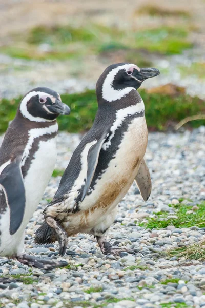 Dwa pingwiny w Punta Arenas — Zdjęcie stockowe