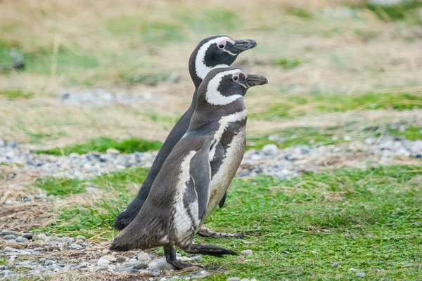 Two penguins in Chile — Stock Photo, Image