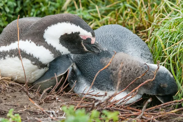 Two penguins lying on ground — Stock Photo, Image