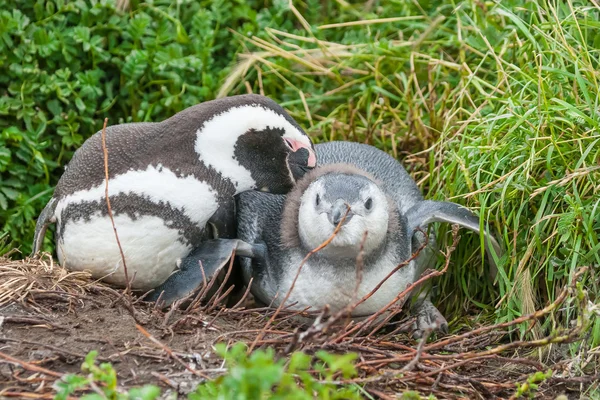 Two penguins lying — Stock Photo, Image