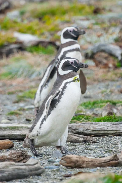 Deux pingouins marchant sur le caillou — Photo