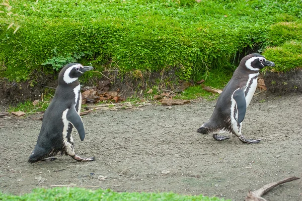 Dwa pingwiny chodzenie w prosty droga — Zdjęcie stockowe