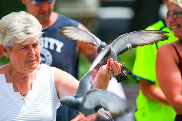 Woman holding pigeon — Stock Photo, Image