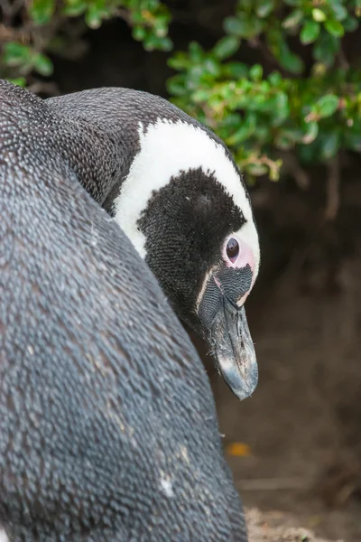 Close up of magellan penguin in Chile — Stock Photo, Image