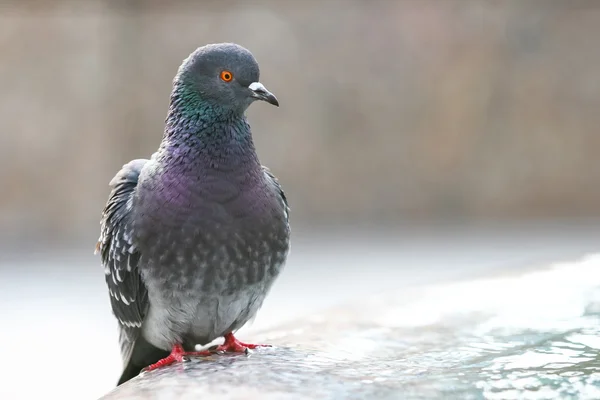 Zblízka holub stání — Stock fotografie