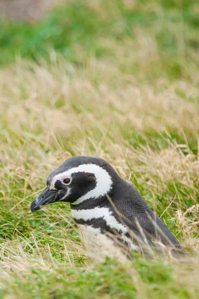 Side view of penguin — Stock Photo, Image