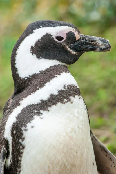 Close-up van de pinguïn in de natuur Rechtenvrije Stockafbeeldingen