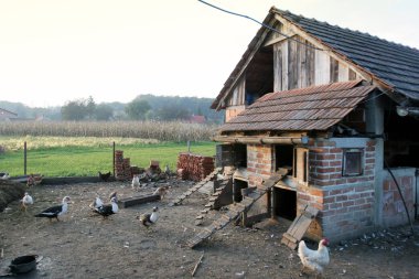 tavuk ev