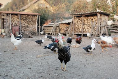 Tavuk, tavuk ve ördek bahçesinde