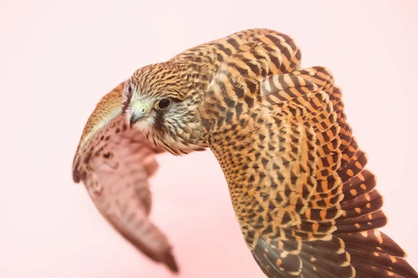 Falco sulla mano umana — Foto Stock