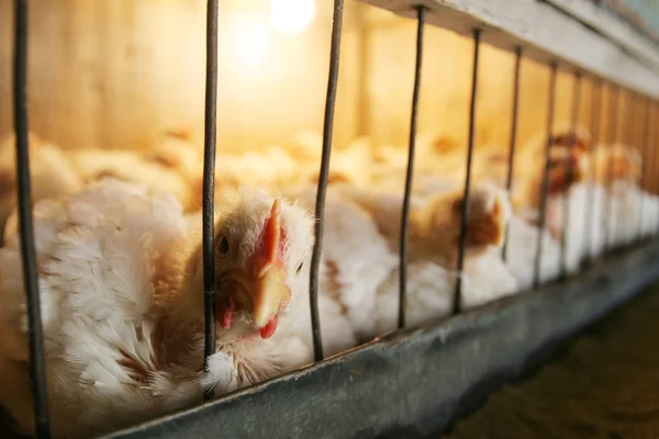 Hens in cage — Stock Photo, Image